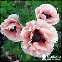 Caribou Seed Company: Perennial ICELAND POPPY - 100+ Seeds